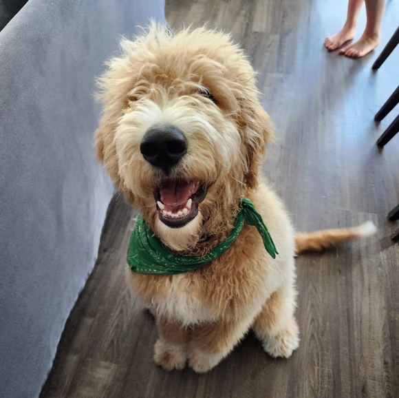 Meet your Posher, Carissa - Picture 1 of 1